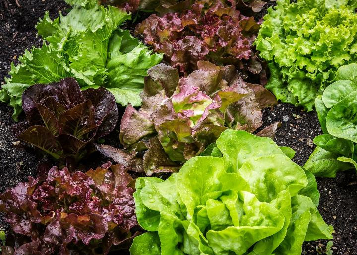 Photograph accompanying 10 Foods To Beat The Heat and Hydrate