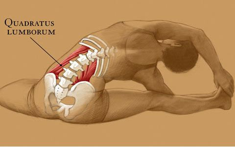 Photograph accompanying QL Care: Look after this Troublesome Cycling Muscle to Avoid Lower Back Pain