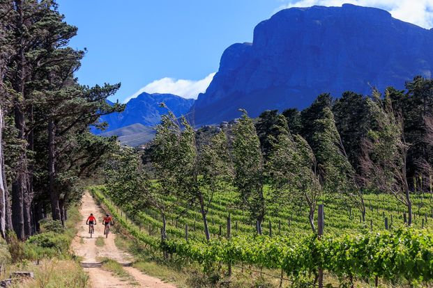 Photograph accompanying Mastering the Wines 2 Whales: Start smart, finish strong!