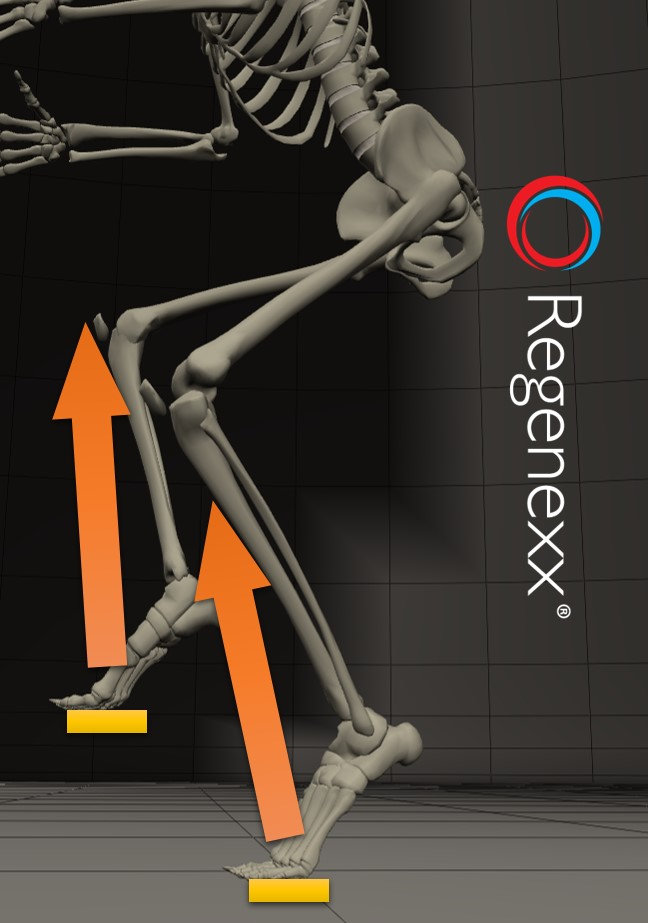 Photograph accompanying New Cycling Pedals May Help Kneecap Burnout?